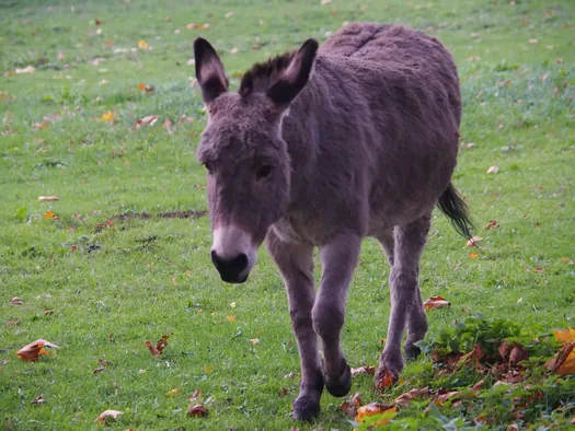 Ezels, Mullem (België)